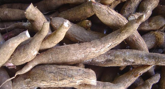 3-alasan-kenapa-kita-harus-makan-ubi-kayu