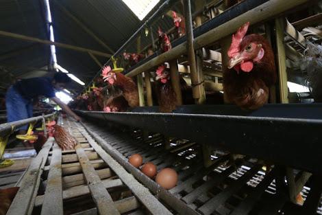 puasa-harga-ayam-dan-telur-diprediksi-naik