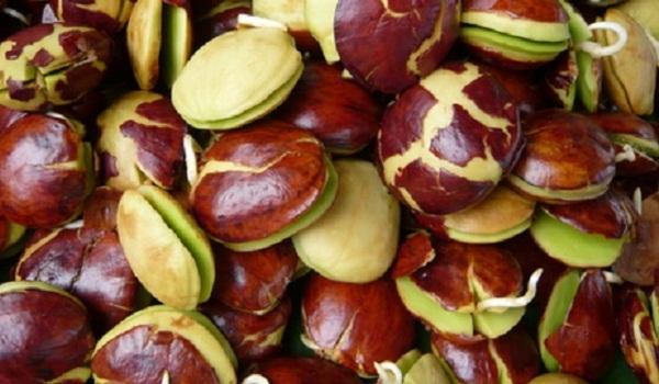 wowharga-jengkol-di-jambi-tembus-rp120000-per-kilo