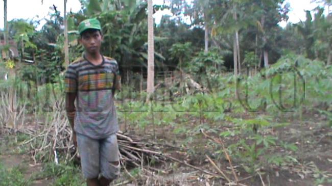 petani-sayuran-di-lubuklinggau-keluhkan-sulitnya-mendapatkan-pupuk