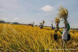 produksi-padi-sumsel-naik-376-persen