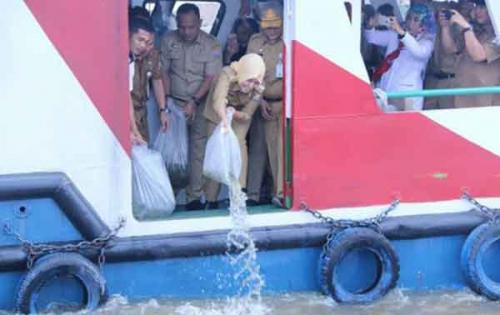 wawako-tebar-benih-ikan-di-sungai-musi