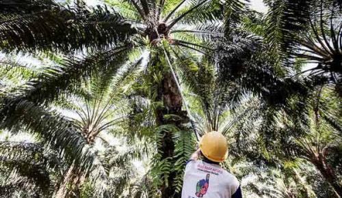 bisnis-sawit-bagi-petani-tak-selamanya-enak-banyak-suka-duka-yang-dilalui