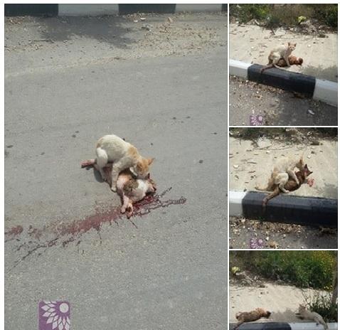mengharukan-kucing-pun-menolong-sahabatnya-yang-ditabrak-kendaraan